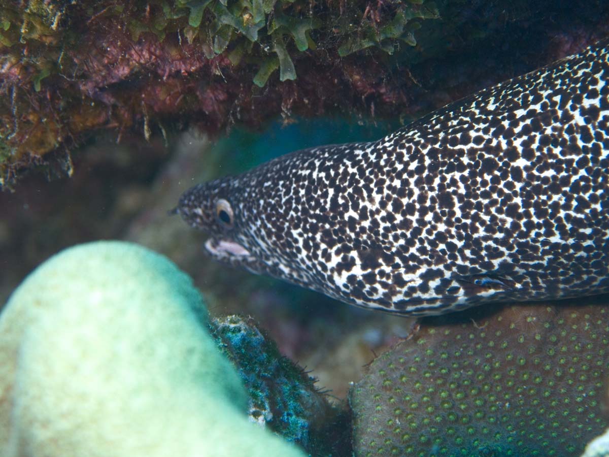 gal/Bonaire 2006/SpottedMoray5x3.jpg